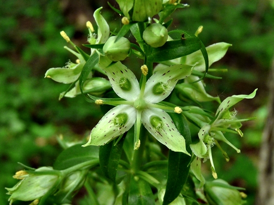 {Frasera caroliniensis}